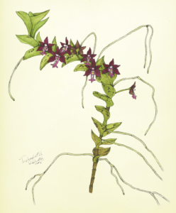 hand drawn botanical illustration of a long leafy orchid with many purple blooms poking out of it